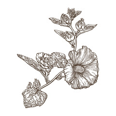 Drawing of mallow flowers. Pen and ink drawing. Flower illustration. Vector garden plant drawing. Hand-drawn nature design element. Not AI generated.