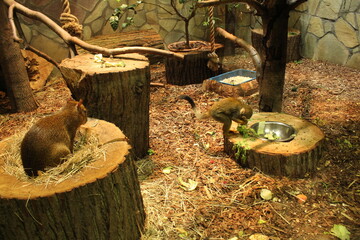 Small capuchin monkeys eat various vegetables from a bowl