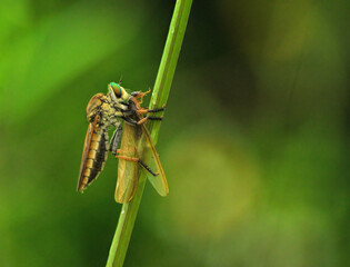 Robberfly with prey on branch