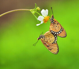 butterfly on a flower