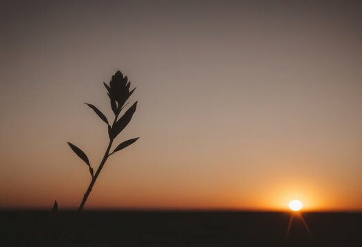 Silhouette of plant against sunset with orange sky horizon