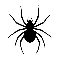 black spider isolated on white