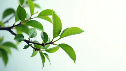 Dark isolated branches on white background with soft lightening effect, greenery, twig