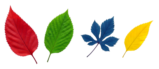 Collection of colorful red green blue and yellow leaves isolated on white background for vibrant nature inspired design elements