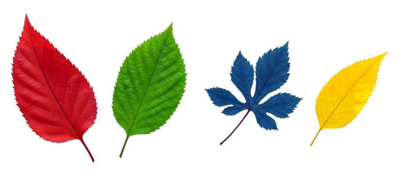 Collection of colorful red green blue and yellow leaves isolated on white background for vibrant nature inspired design elements
