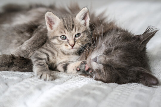 Small tabby kitten with blue eyes lies next to a sleeping gray mom cat on a white textured blanket. Concept of family, affection, care