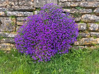 Aubrieta deltoidea