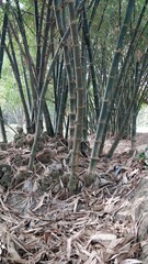 Tall, green bamboo trees swaying gently in the breeze, serene and lush.