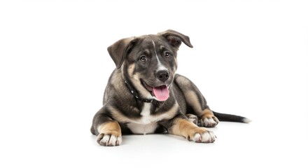 Obraz premium Lying Puppy Panting on White Background with Collar and Tail