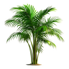 3D Indoor Palm Tree with Long Graceful Leaves Isolated on Transparent Background