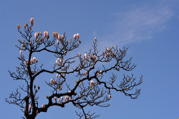 Magnolia tree with flowers