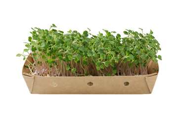 Arugula sprouts, microgreens, small green leaves and stems in paper box isolated on white...