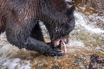 Black Bear in Tongass National Forest eating salmon