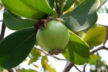 Green fruits of Copey clusia or Antognaph tree in the garden.