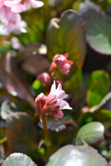 Elephants Ears Sakura flowers