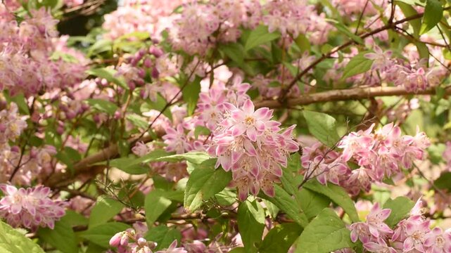 Bees collect nectar from a flowering bush.