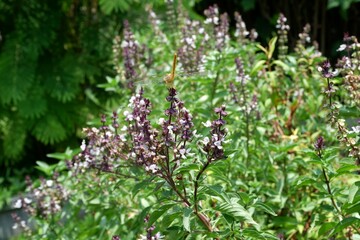 Purple flowers of sweet basil are blooming in the vegetable garden.
