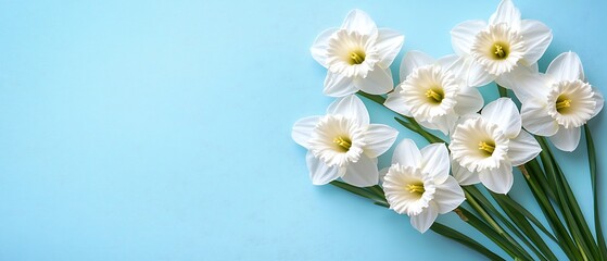 Fototapeta premium Spring Daffodils on Light Blue
