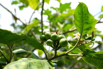 Close-up of Turkey berries in a vegetable garden.