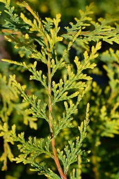 Leyland cypress Castlewellan Gold branch