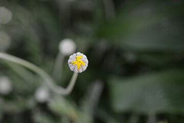 Gray-leaf eurypos flower bud