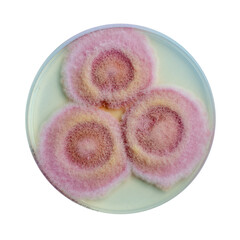 Fusarium fungi colonies on potato dextrose agar, photograph showing cottony texture and...
