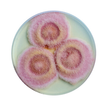 Fusarium fungi colonies on potato dextrose agar, photograph showing cottony texture and pigmentation. Causes keratitis, onychomycosis, fusariosis.