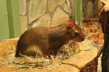 Dasyprocta azarae small rodent sitting on hay in the zoo