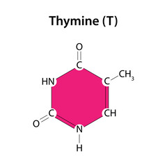 Thymine is one of the bases of the DNA molecule