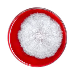 Mucor fungi colonies on potato dextrose agar, photograph showing fast-growing, fluffy, white to gray mold. Causes mucormycosis.