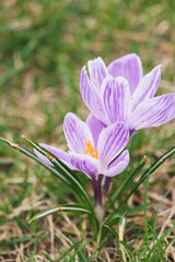 Crocus blossom, crocuses (Crocus) as a still life, close-up and detailed view
