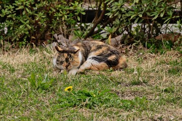 昼寝する猫