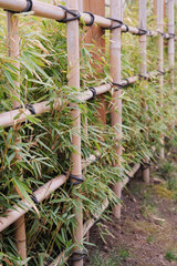 Bamboo branches behind a Japanese style bamboo fence