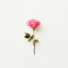 Fototapeta premium Elegant single pink rose on white background
