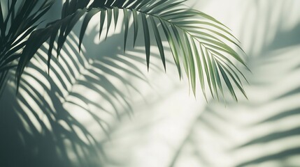 Sunlit palm frond leaves casting intricate shadows on light wall