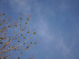 Clear Blue Sky, Phutthamonthon: Wispy clouds drift across a vast expanse of blue, framed by delicate tree branches with new leaves. Peaceful sky view.