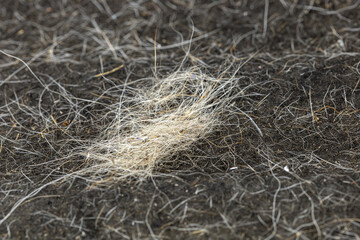 Dog Hair and Dust: A close-up shows dog hair and dust clinging to the surface of the sofa, which can be difficult to clean.