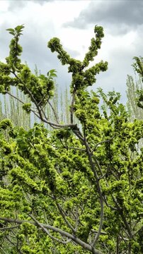 Green tree branches in spring