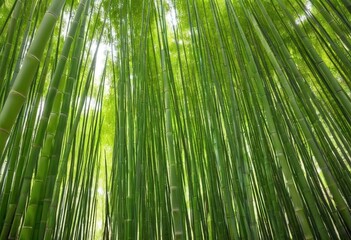 Serene bamboo forest with lush greenery and sunlight filtering through tall stalks