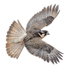 A Powerful Falcon Diving Isolated on Transparent Background