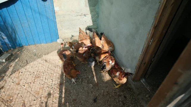 Chickens walk around the hen house and peck at food