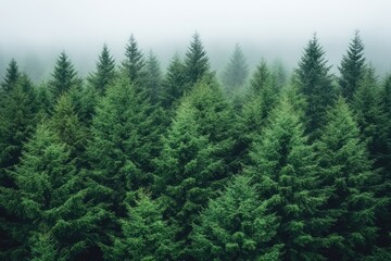 Obraz premium Dense evergreen trees peek through morning fog in scenic woodland landscape setting