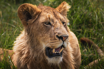 Portrait shot of a lioness lying in the dense grass in the Ngorongoro Crater in Tanzania Africa