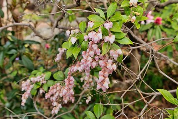 ピンクのアセビの花