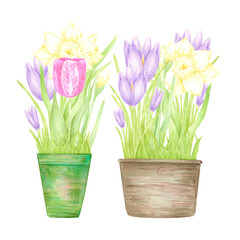 Hand drawn watercolor daffodil crocus and tulip with green leaves in a pot isolated on white background. Can be used for postcard, label, scrapbook and other printed products.