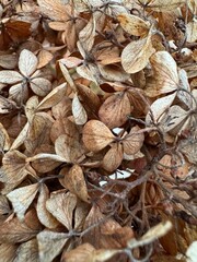 Dried hydrangea petals and branches in a close-up natural texture