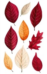 Obraz premium Autumn leaves swirl design. (1) isolated background 