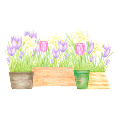 Hand drawn watercolor daffodil crocus and tulip with green leaves in a pots and boxes composition isolated on white background. Can be used for postcard, label, scrapbook and other printed products.