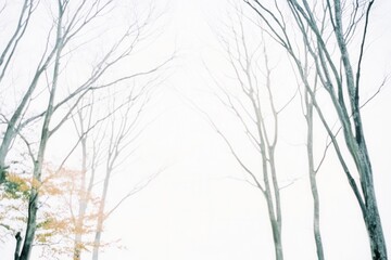 Obraz premium Bare trees in misty forest with autumn leaves against overcast sky