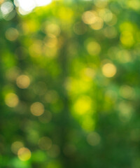 Obraz premium De-focused green leaves and light background 